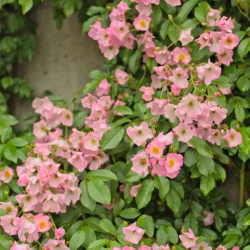 Rosa  Ballerina