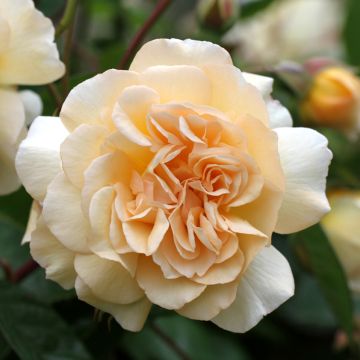 Rosa moschata Buff Beauty - Musk Rose