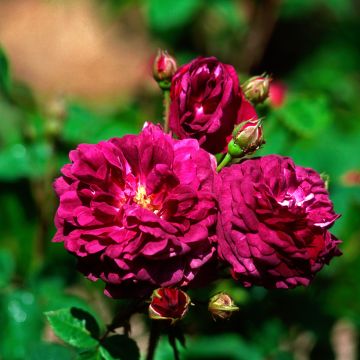 Rosa gallica Cardinal de Richelieu - Old Gallic Rose