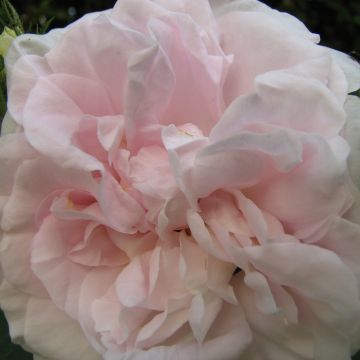 Rosa alba Great Maidens Blush