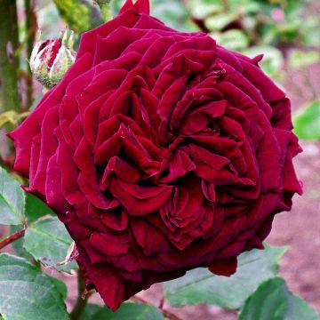 Rosa Empereur du Maroc - Hybrid Old Rose