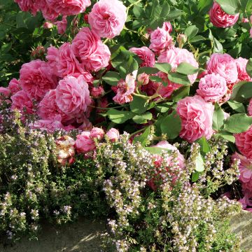 Rosa Louise Odier - Bourbon Rose