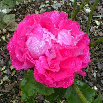 Rosa Hybride remontant Paul Neyron (Paul Neron)
