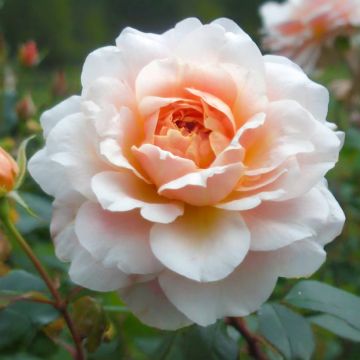 'Perle d'Or' - Old Rose 