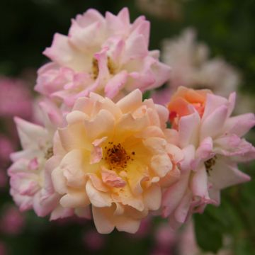 Rosa multiflora Phyllis Bide - Climbing Rose
