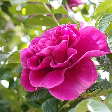 Rosa x rugosa 'Roseraie de l'Haÿ' - Rugosa Rose