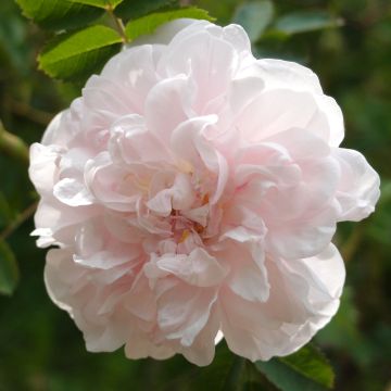 Rosa (x) pimpinellifolia Stanwell Perpetual