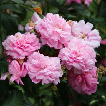 Rosa damascena Ispahan - Damask Rose