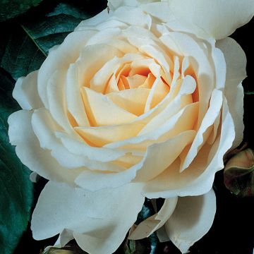 Rosa grandiflora Covent Garden 