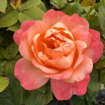 Rosa grandiflora King Arthur  