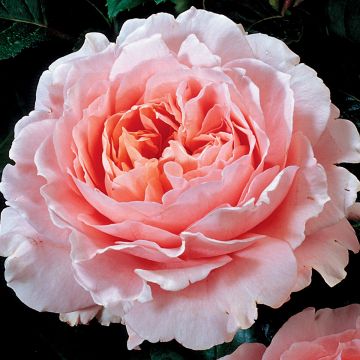 Rosa grandiflora Oxford 