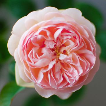 Rosa  Gentle Hermione - English Shrub Rose