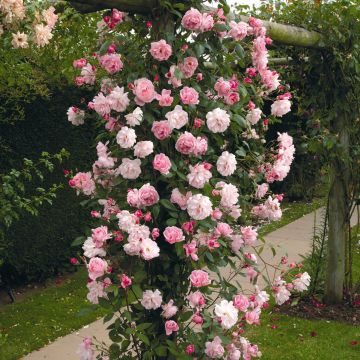 Rosa  Mortimer Sackler climbing 'Ausorts'