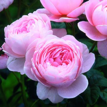 Rosa  Queen of Sweden - English Shrub Rose