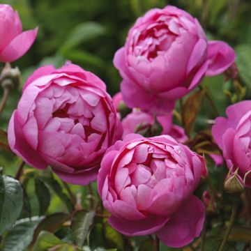 Rosa x alba 'Royal Jubilee' - English Rose