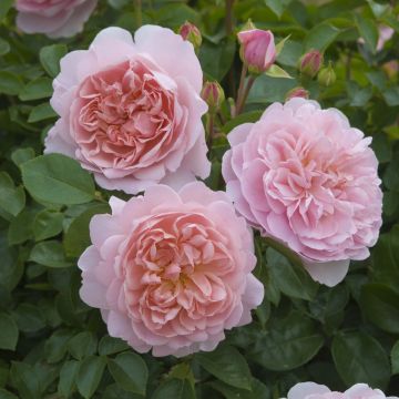 Rosa Wildeve - English Shrub Rose