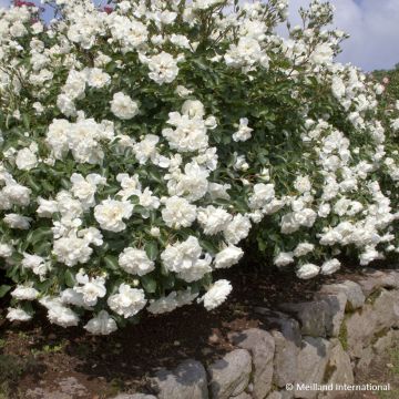 Rosa  'Meicoublan' WHITE MEILLANDECOR® - Rosier White Meillandecor, Rosier Blanc Meillandécor, Rosier White Meidiland