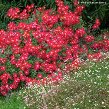 Rosa  'Meiboulka' CANDIA MEILLANDECOR® - Rosier Candia Meillandécor, Rosier Candia Meidiland