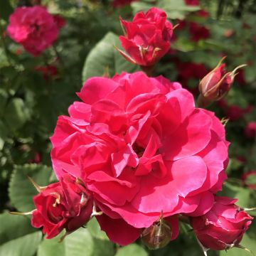 Rosa x multibracteata Cerise Bouquet