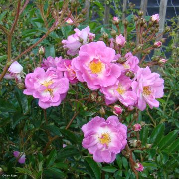 Rosa moschata Millie Fleur - Musk Rose