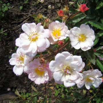 Rosa Queen of the Musks - Hybrid Musk rose