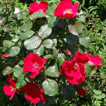 Rosa Robusta - Rugosa rose