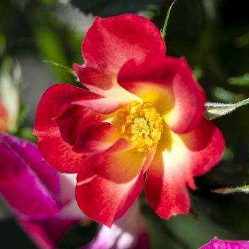 Rosa Rosy Boom -  'Colour Change' - Shrub Rose