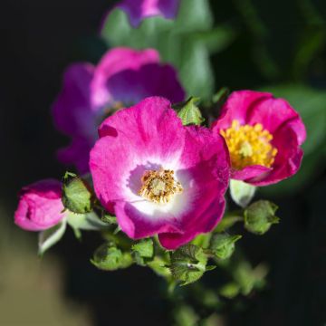 Rosa Rosy Boom Mini