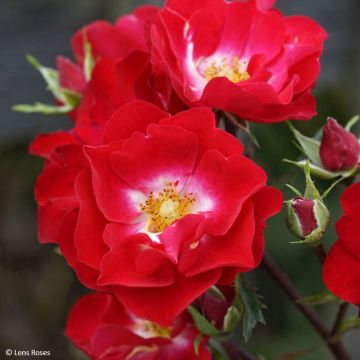 Rosa Rosy Boom La Belle Rouge - Shrub Rose