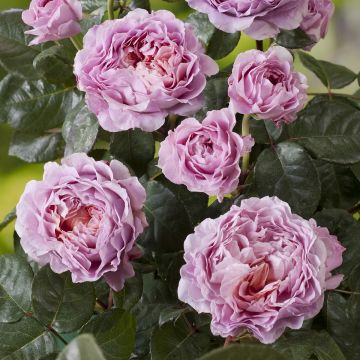 Rosa Nostalgic Rose - Eisvogel - Shrub Rose