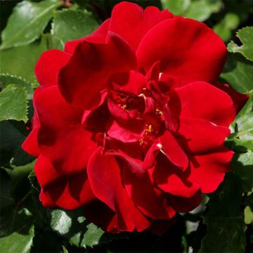 Rosa Knock Out - Ground Cover Rose