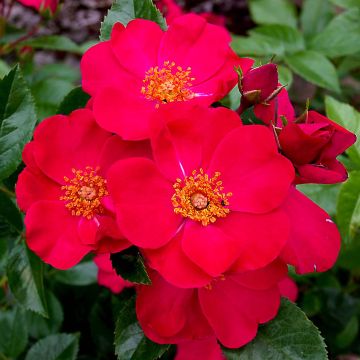 Rosa Pink Flash - Shrub Rose