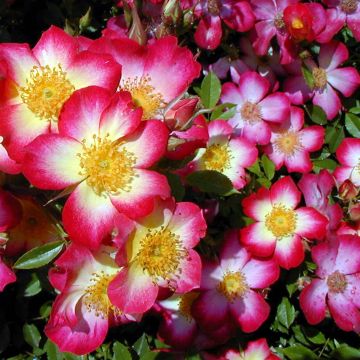 Rosa Star Profusion - patio or groundcover rose