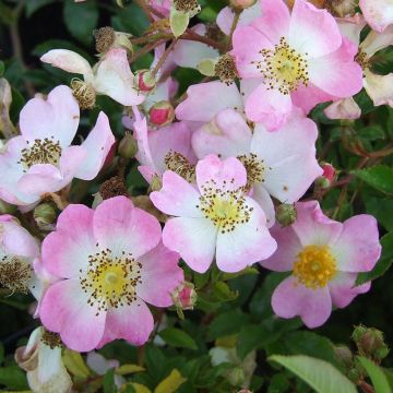 Rosa Tapis Volant  - groundcover shrub rose