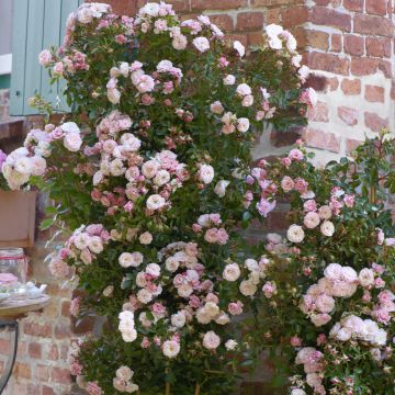 Rosa Starlet Rose 'Alina' - Climbing Rose