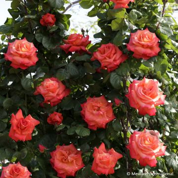 Rosa  'Meironssesar' GPT CHRISTOPHE COLOMB® - Rosier grimpant Christophe Colomb, Rosier Christophe Colomb Climbing