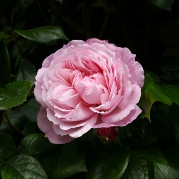 Rosa 'The Generous Gardener' - English Climbing Rose