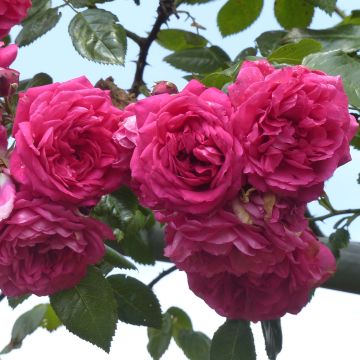 Rosa 'Laguna' - Klettermaxe Climbing Rose