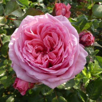 Rosa 'Long Island' - Climbing Rose