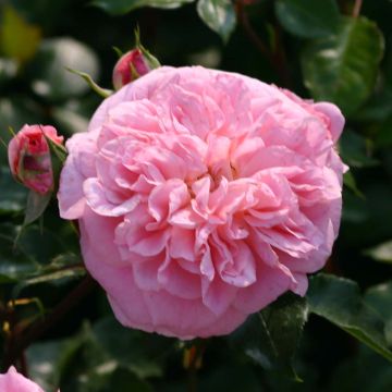 Rosa x wichuraiana 'May Queen'