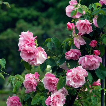 Rosa 'Mme Gregoire Staechelin' - Climbing Rose