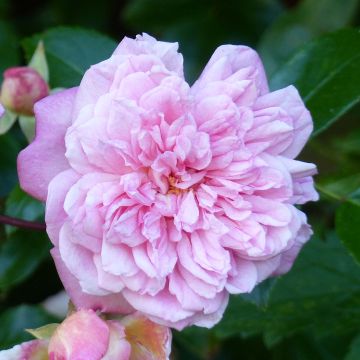 Rosa x wichuraiana 'Paul Transon' - Rambling Rose