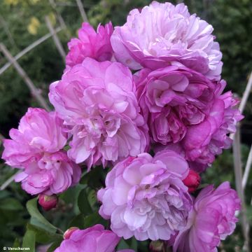 Rosa 'Lavender Siluetta' - Climbing Rose