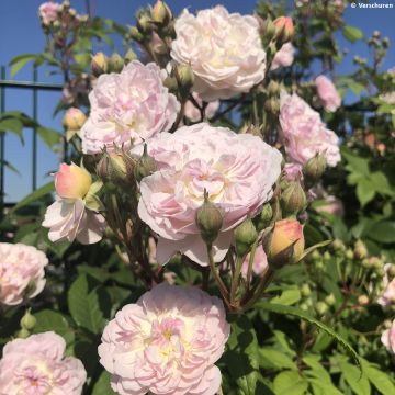 Rosa 'Romantic Siluetta' - Climbing Rose