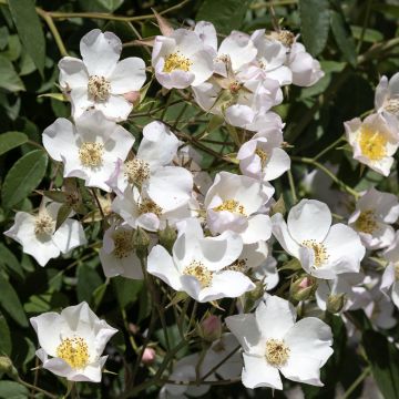 Rosa filipes 'Kiftsgate' - Rambling Rose