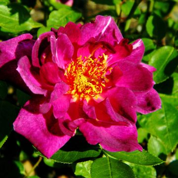 Rosa x polyantha Bluesette - Dwarf Rose
