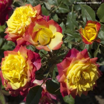 Rosa Flame Meillandina - Miniature Rose