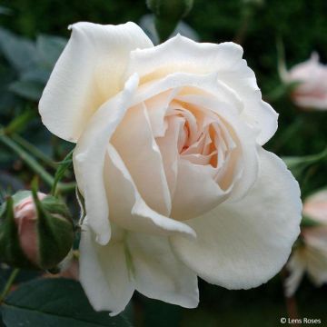 Rosa x polyantha Indian Silk - Dwarf Rose
