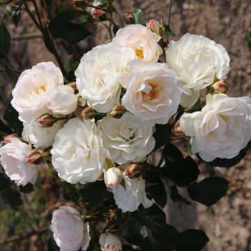 Rosa x polyantha Bordure Blanche - Polyantha Rose
