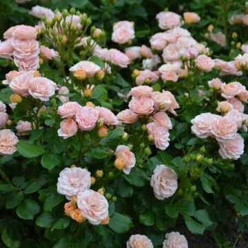 Rosa x polyantha Bordure Nacrée - Polyantha Rose